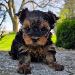 Gemma - Blue and gold female Yorkshire Terrier puppy in Monticello, Iowa from Ashley’s Puppies