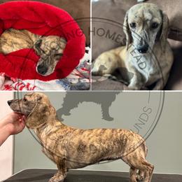 READ DESCRIPTION- Millie - Brindle female Dachshund puppy in Fond Du Lac, Wisconsin from Clucking Homestead Springers & Dachshunds