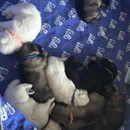 German Shepherd Puppies from Devon Rugerio's German Shepherds