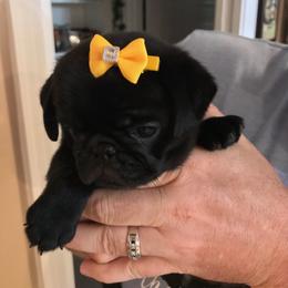 Girl 3 - Black female Pug puppy in Humble, Texas from Rick Barrera Pugs