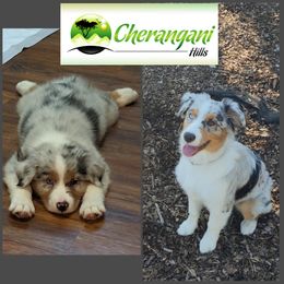 Australian Shepherd Puppies from Cherangani Hills Australian Shepherds