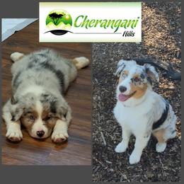 Australian Shepherd Puppies from Cherangani Hills Australian Shepherds