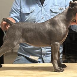 Faith - Gray brindle female Cane Corso puppy in Laplace, Louisiana from BFM Cane Corso’s