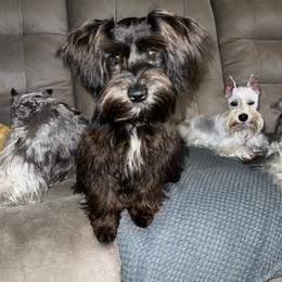 Prue - Miniature Schnauzer