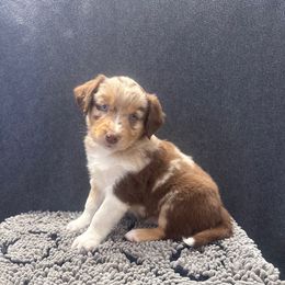 George Weasley - Red merle male Australian Shepherd puppy in Smithfield, Utah from C&C Ranch