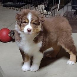 Boy 3-Yellow Collar - Red tri-color male Australian Shepherd puppy in North Jackson, Ohio from Shadowood Australian Shepherds