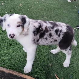 Pickle - Blue merle male Border Collie puppy in Morgan, Texas from Shooting Star Ranch