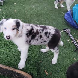 Pickle - Blue merle male Border Collie puppy in Morgan, Texas from Shooting Star Ranch