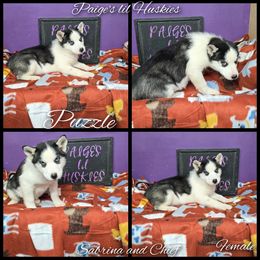 Puzzle - Black and white female Siberian Husky puppy in Bloomfield, Indiana from Paiges lil huskies