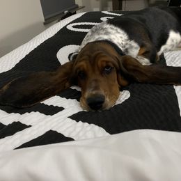 Ellie - Basset Hound
