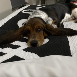 Ellie - Basset Hound