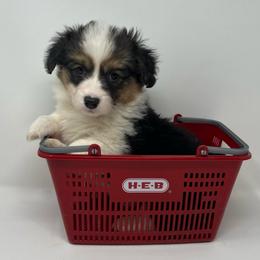 Denim - Black and tan male Pembroke Welsh Corgi puppy in Waco, Texas from The Comma Corgis