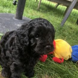Cavachon, Cavalier King Charles Spaniel, and Cavapoo Puppies from Comfort Cavs