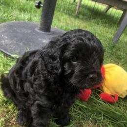 Cavachon, Cavalier King Charles Spaniel, and Cavapoo Puppies from Comfort Cavs