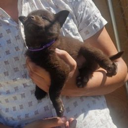 Summer rain - Chocolate male Schipperke puppy in Randsburg, California from Schipperke Ranch