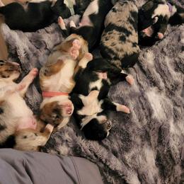 Miniature American Shepherd and Miniature Australian Shepherd Puppies from Patience Creek Mini Aussie