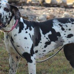 Great Danes from Aidens Great Danes