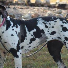 Great Danes from Aidens Great Danes