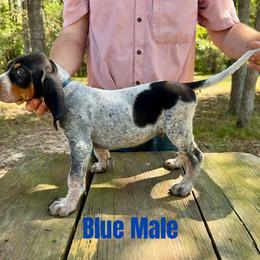 Bluetick Coonhound Puppies from RE Hounds