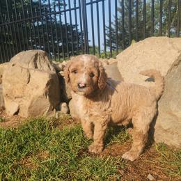 Cleveland - blue collar - Caramel cream male Labradoodle puppy in Fostoria, Michigan from North Country Kennel Club