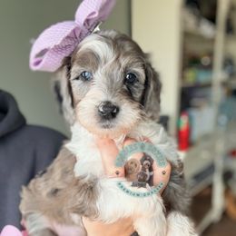 Girl 1 - female Sheepadoodle puppy in Marion, Ohio from Doodles & Doxies