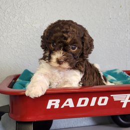 Chole - Chocolate female Cavapoo puppy in Marshfield, Missouri from Clearview Kennels