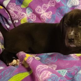 Great Dane Puppies from HCC Great Danes