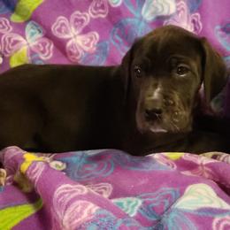 Great Dane Puppies from HCC Great Danes