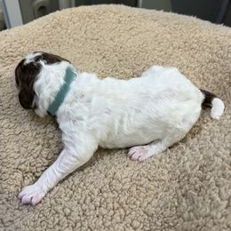 Turquoise collar boy - male Newfypoo puppy in Fairfield, California from Twin Sisters Doodles