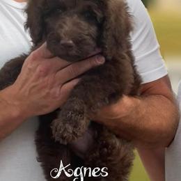 White Collar - Chocolate female Goldendoodle puppy in Ringgold, Georgia from Sweet B’s Goldendoodles