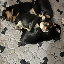 Poodle, Yorkipoo, and Yorkshire Terrier Puppies from Yorkie Oodle Doodle