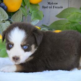 Malone - Red tri-color female Australian Shepherd puppy in Ranger, Texas from Outback Mini Aussies