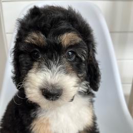 Evie - Tri-color female Bernedoodle puppy in Garrettsville, Ohio from Sunset Family Farm
