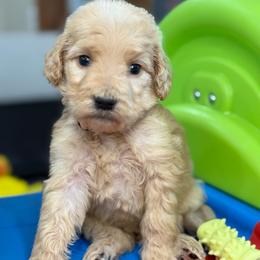 Pearla - Apricot female Goldendoodle puppy in Yuciapa, California from AlltheDoodlez_