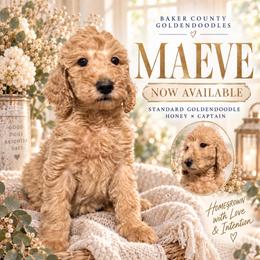 Maeve - Cream female Goldendoodle puppy in Macclenny, Florida from Baker County Goldendoodles