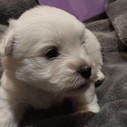Purple Girl - White female West Highland White Terrier puppy in Macy, Indiana from Country Grove Breeding LLC