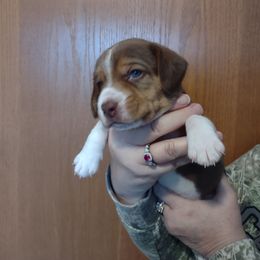 Boy 3 - Beagle puppy in Rhinelander, Wisconsin from Norling's Great Northern Beagles