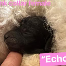 Echo - Silver female Poodle puppy in Alaska from Rumor Haz It Kennels