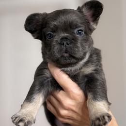 French Bulldog Puppies from Tellez House of Frenchies