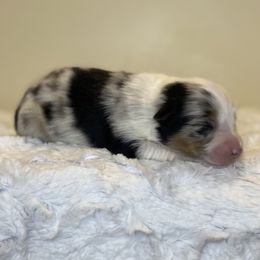 Frito - Blue merle male Toy Australian Shepherd puppy in Riverton, Utah from Iron Spirit Homestead & Aussies