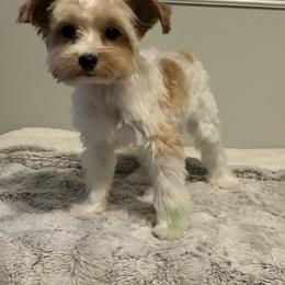 Asta - Yorkshire Terrier