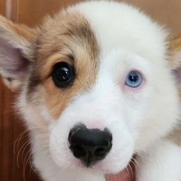 Boy 1 - White and red Pembroke Welsh Corgi puppy in Rhode Island from East Coast Corgis