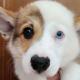 Boy 1 - White and red Pembroke Welsh Corgi puppy in Rhode Island from East Coast Corgis