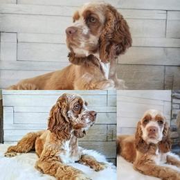 Princess - Cocker Spaniel