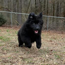 German Shepherd Puppies from Tabor Springs GSD