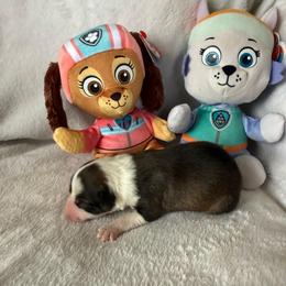 Liberty - Sable female Border Collie puppy in Dorr, Michigan from Pineview Farm