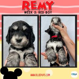 Remy (Red) - male Golden Mountain Doodle puppy in Boiling Springs, South Carolina from OlliePups, LLC