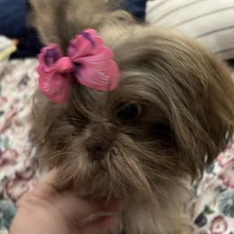 Cocoa Pebbles - Shih Tzu