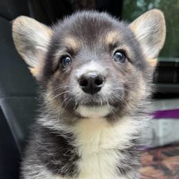 Winnie - Black and tan female American Corgi puppy in Grants Pass, Oregon from KnR Antler Dogs