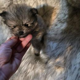Puppy 6 - Cream sable female Pomeranian puppy in Lebanon, Indiana from Duran's Huskies and Pomeranians